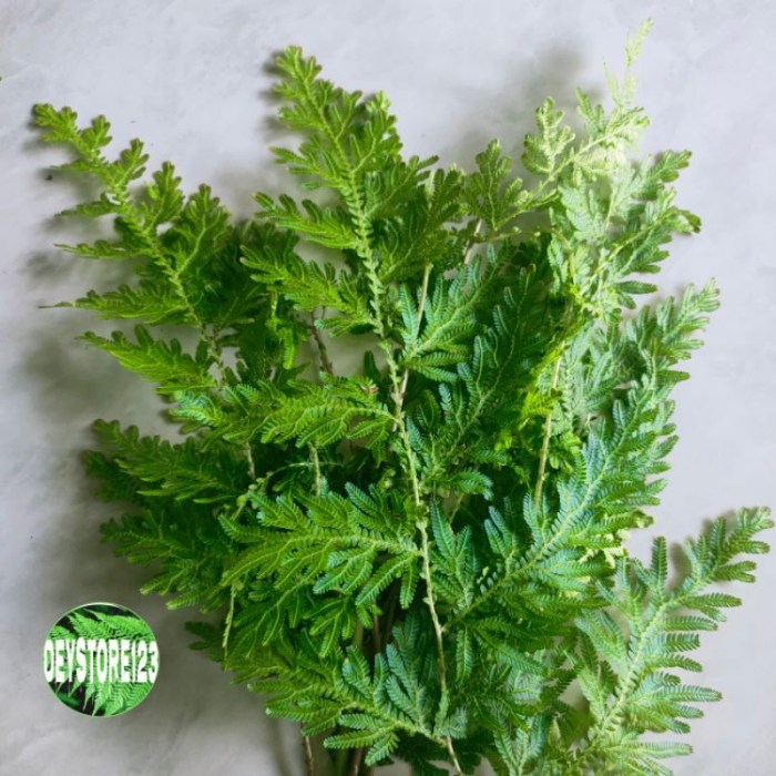 Jual daun ceker ayam segar paket 500 grm | Shopee Indonesia