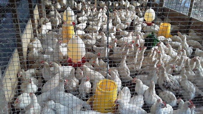 Pemuda Tana Toraja Pilih Beternak Ayam Usai Lulus Kuliah, ICL Farm Raih ...