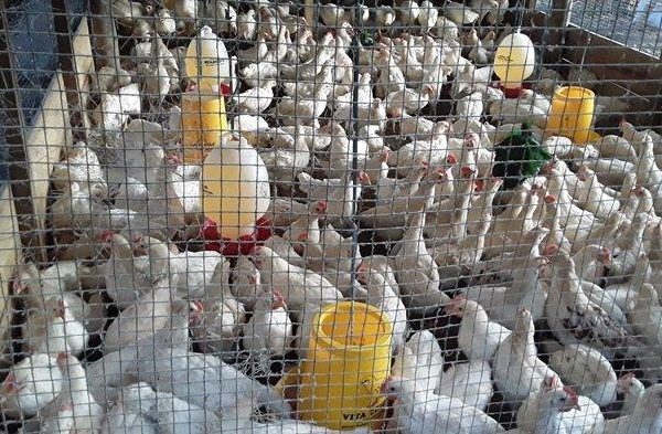 Pemuda Tana Toraja Pilih Beternak Ayam Usai Lulus Kuliah, ICL Farm Raih ...