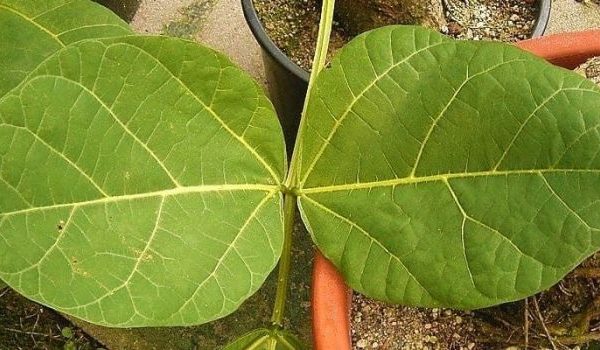 Daun penggemuk ayam di Uwapa, Kab. Nabire