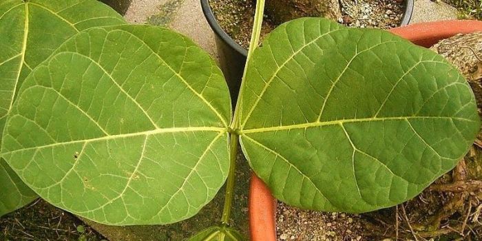Daun penggemuk ayam di Batang Kawa, Lamandau