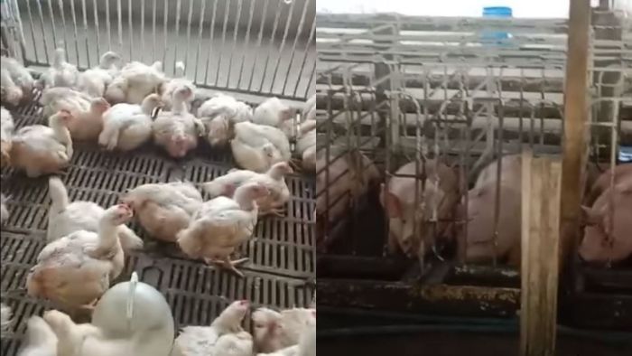 Tempat Wisata Paling Favorit di Mandailing Natal - MohgaNews Ayam Ternak di Panyabungan Utara, Mandailing Natal