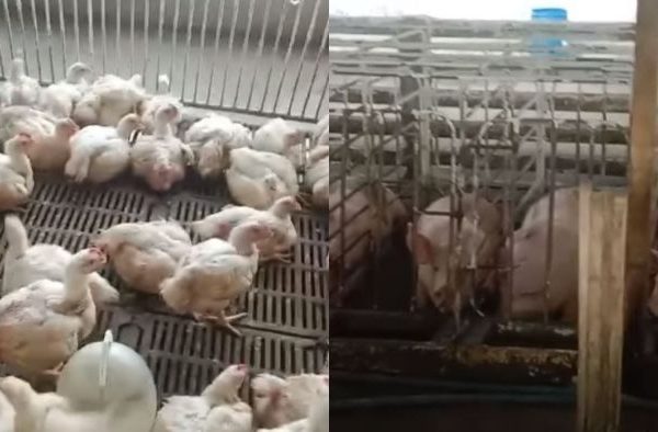 Ayam ternak di Simpang Alahan Mati, Kabupaten Pasaman