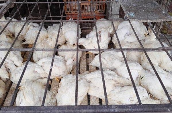 Harga ayam kampung potong di Sumberjaya, Majalengka