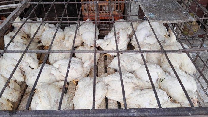 Harga ayam kampung potong di Sumberjaya, Majalengka