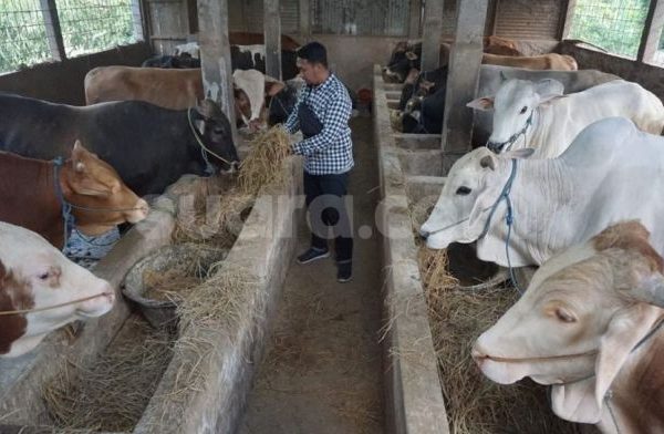 Daging kambing di Boyolali, Kabupaten Boyolali