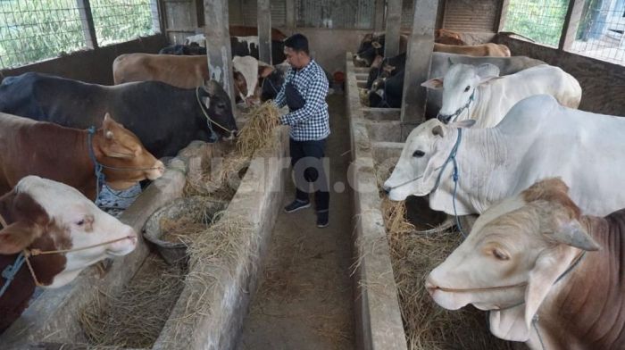 Daging kambing di Boyolali, Kabupaten Boyolali