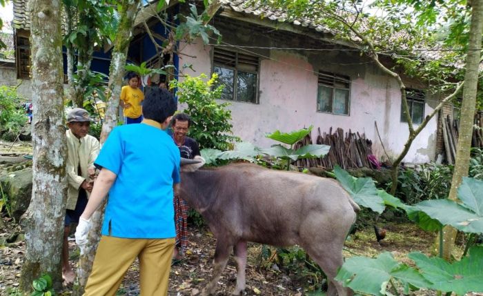 Jelang Lebaran, Harga Daging Sapi di Pandeglang Tembus Rp 180 Ribu per Kg Daging kambing di Cibaliung, Kab. Pandeglang