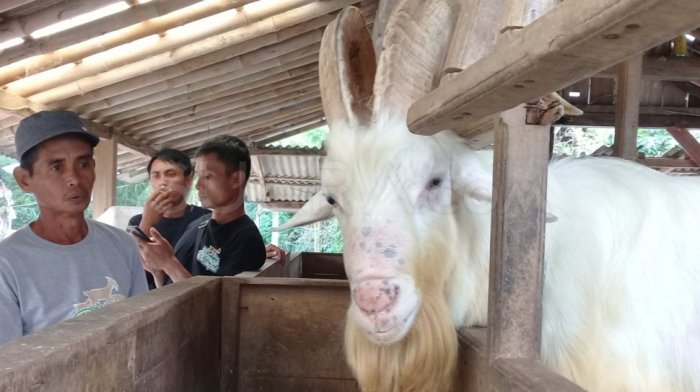Susu kambing di Karangpenang, Sampang