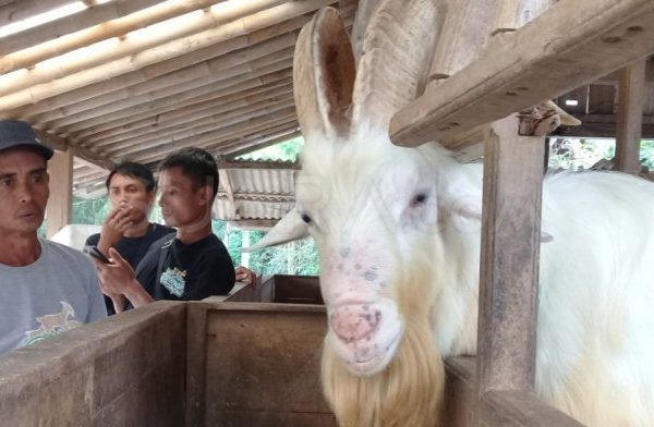 Susu kambing di Babat, Lamongan