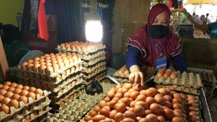 Pembiak Ayam Ratu LHK dan SG: Pertandingan ayam ratu Pertama di Kedah Budidaya ayam di Padang Ratu, Lampung Tengah