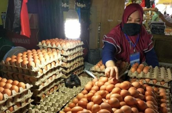 Budidaya ayam di Kotabumi, Lampung Utara