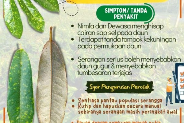 Daun penggemuk ayam di Kai, Kab. Tolikara