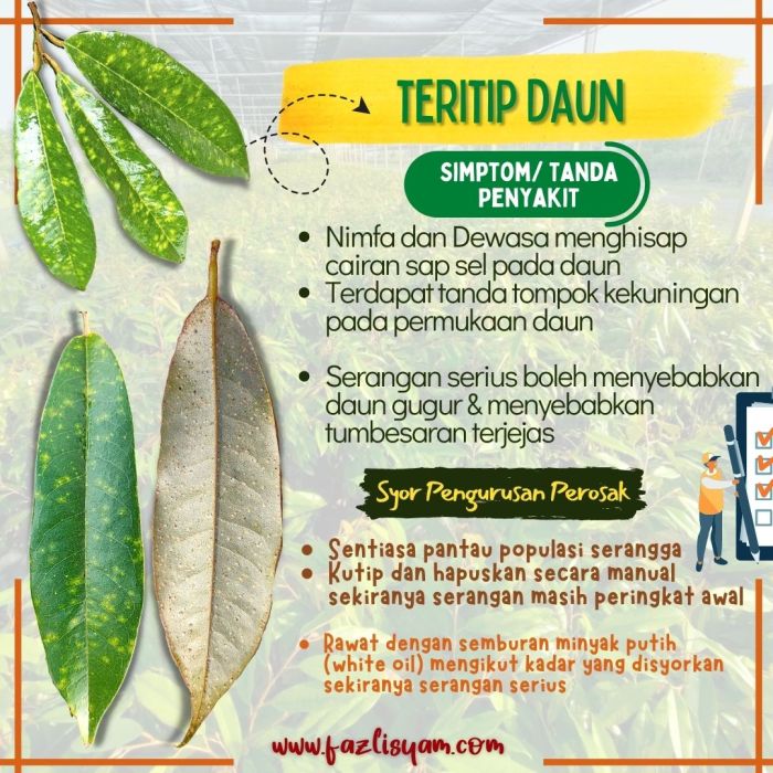 Daun penggemuk ayam di Kai, Kab. Tolikara