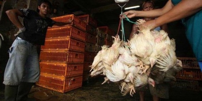 Cara Ternak Ayam Petelur, Bantu Ekonomi Keluarga – Radar Cirebon ID Ternak ayam petelur di Watang Sawitto, Pinrang