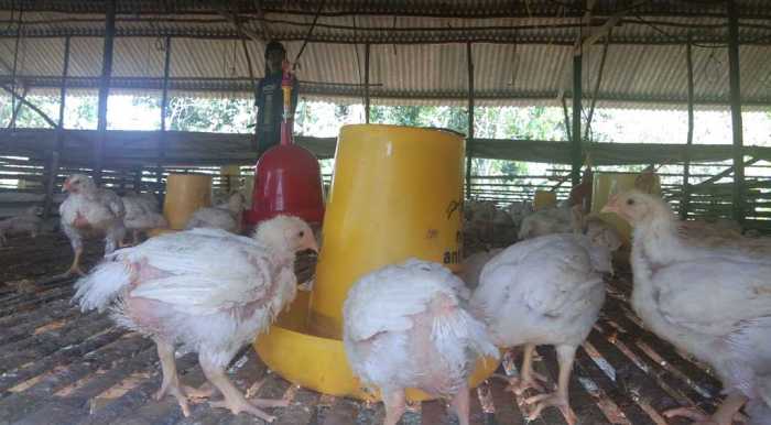 Perhatikan, Ini Beberapa Masalah Beternak Ayam