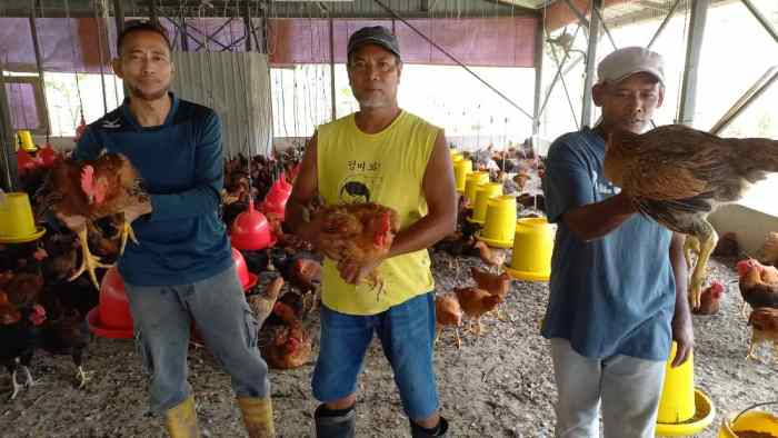 Ayam afkir di Cikaum, Subang