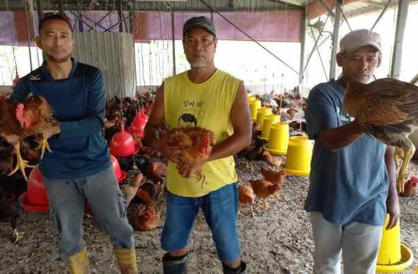 Ayam afkir di Cimalaka, Sumedang
