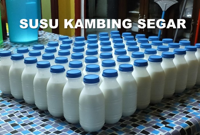 Susu kambing di Lebakwangi, Kuningan
