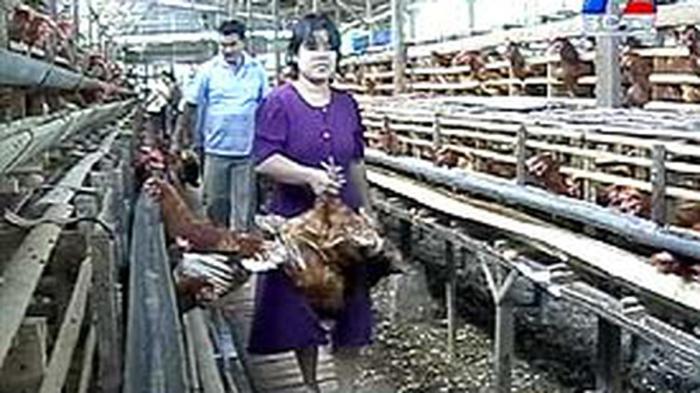 Ayam ternak di Kalibagor, Banyumas