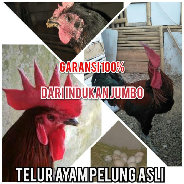 Jual telur ayam pelung jumbo super bisa untuk di tetaskan | Shopee ... Ayam pelung jumbo di Turi, Sleman