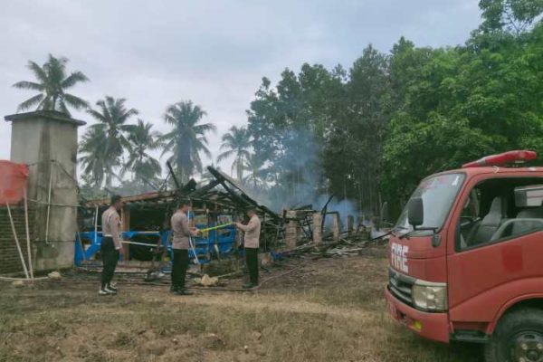 Kisah Yoyok Bangun Peternakan Kalkun di Pringsewu, Bertahan dari Wabah ...