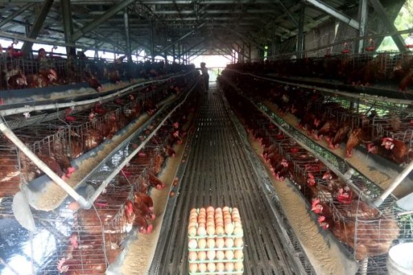 Ayam merah petelur di Parung, Bogor