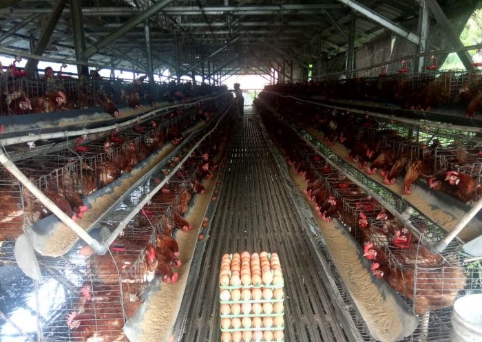 Ayam merah petelur di Parung Panjang, Bogor