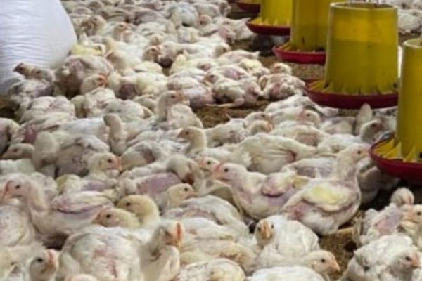 Ayam afkir di Tambaksari, Ciamis