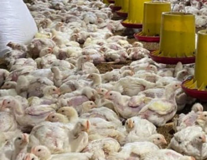 Harga ayam kampung potong di Tambaksari, Ciamis