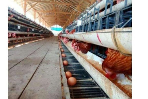 Ayam merah petelur di Pasirkuda, Cianjur