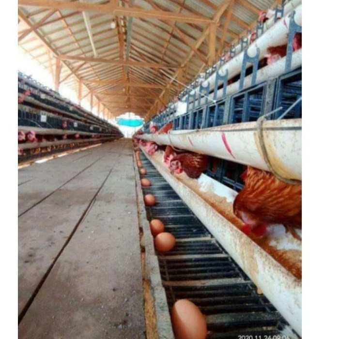 Ayam merah petelur di Pasirkuda, Cianjur