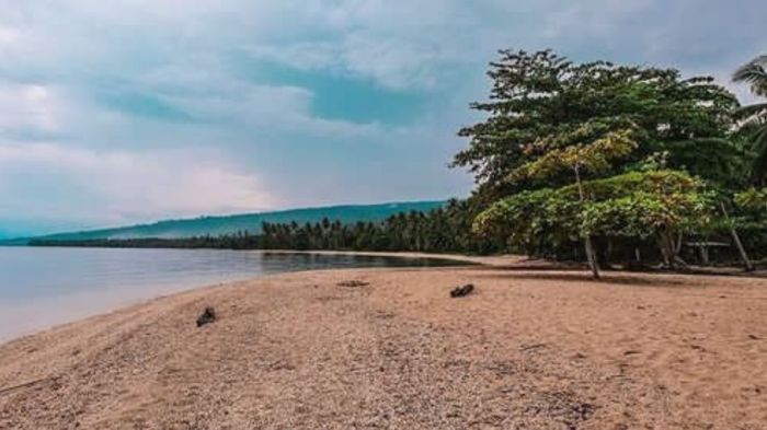Daun penggemuk ayam di Walea Kepulauan, Tojo Una-una