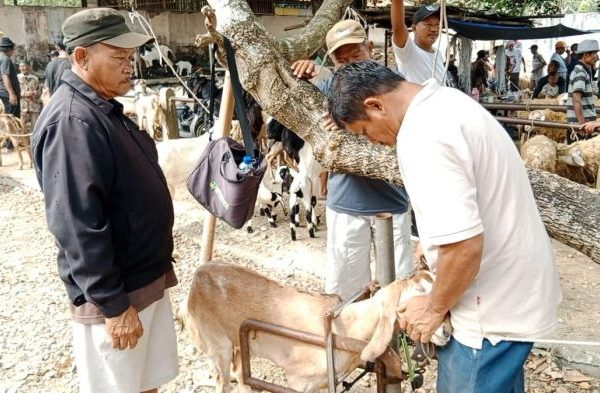 Daging kambing di Wangon, Banyumas