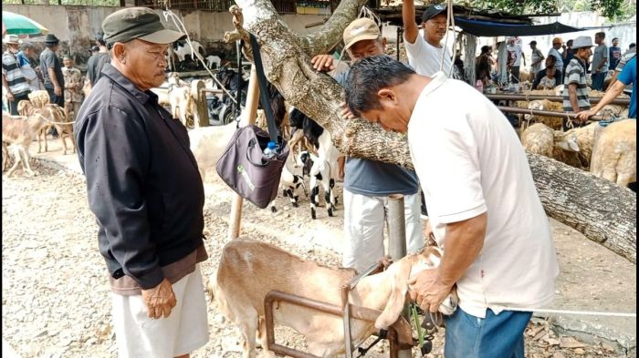 Daging kambing di Wangon, Banyumas