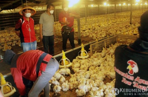 Menuai Untung dengan Beternak Ayam Kampung - BA INDONESIA