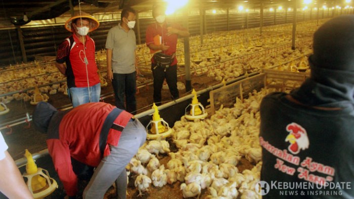 Menuai Untung dengan Beternak Ayam Kampung - BA INDONESIA Menuai Untung dengan Beternak Ayam Kampung - BA INDONESIA