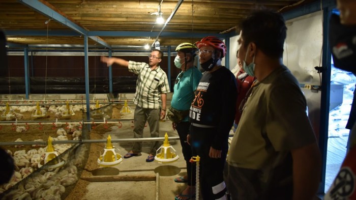 Ternak Ayam Kampung - Peternakan Hewan Besar, Sedang dan Kecil Ternak Ayam Kampung - Peternakan Hewan Besar, Sedang dan Kecil