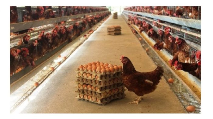 Peternak Ayam Petelur Kabupaten Banjar Mulai Bangkit Peternak Ayam Petelur Kabupaten Banjar Mulai Bangkit