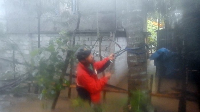 Daun penggemuk ayam di Tinambung, Polewali Mandar