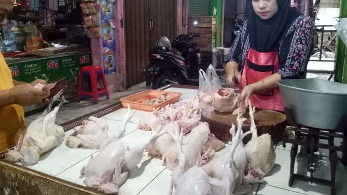 Jual Ayam Afkir - SENTOSA GROUP LAMPUNG | Indonetwork Ayam afkir di Sindangwangi, Majalengka