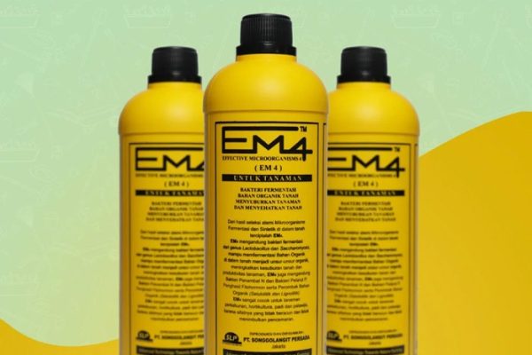 Em4 peternakan ayam di Bunguran Selatan, Natuna