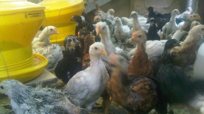 Foto Ini Penyebab Harga Daging Ayam Naik di Pasaran Foto Ini Penyebab Harga Daging Ayam Naik di Pasaran