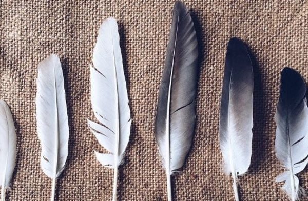 Bulu kelinci di Wawonii Timur, Konawe Kepulauan