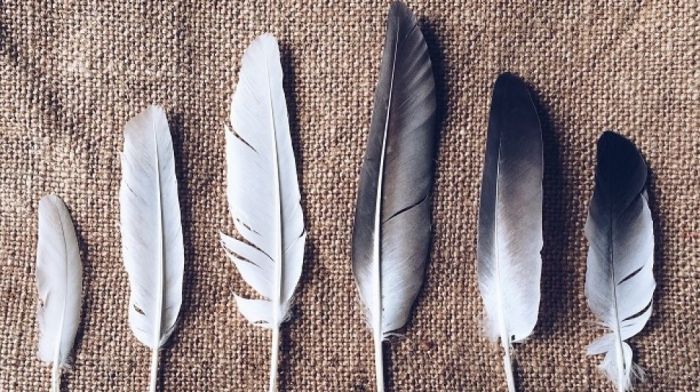 Bulu kelinci di Tolala, Kolaka Utara