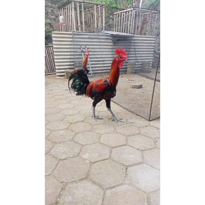 Detail Gambar Ayam Pelung Jumbo Koleksi Nomer 24 Detail Gambar Ayam Pelung Jumbo Koleksi Nomer 24