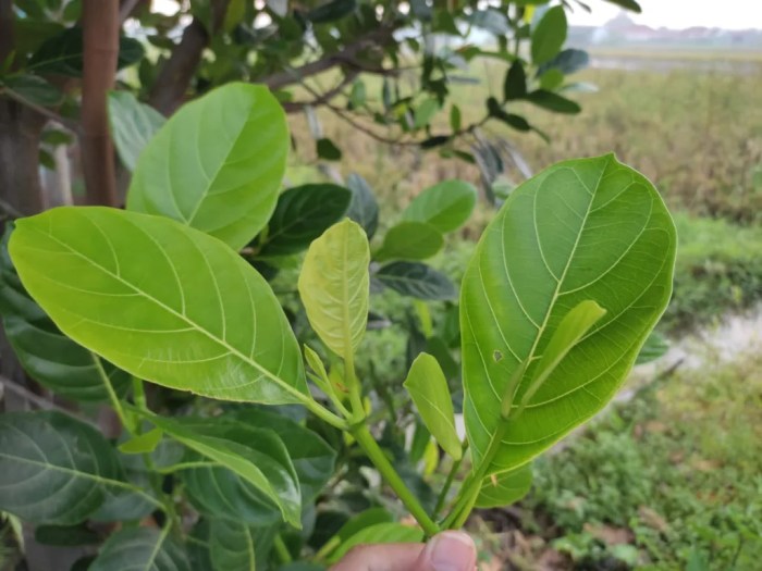 Daun penggemuk ayam di Watubangga, Kolaka