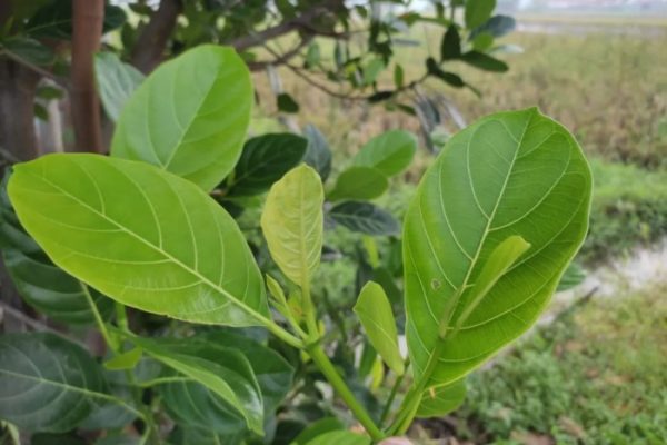Daun penggemuk ayam di Anreapi, Polewali Mandar