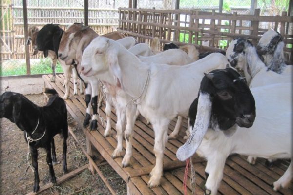 Ternak ayam petelur di Sarmi Timur, Kab. Sarmi
