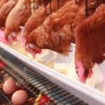 Budidaya ternak ayam di Sukolilo, Pati